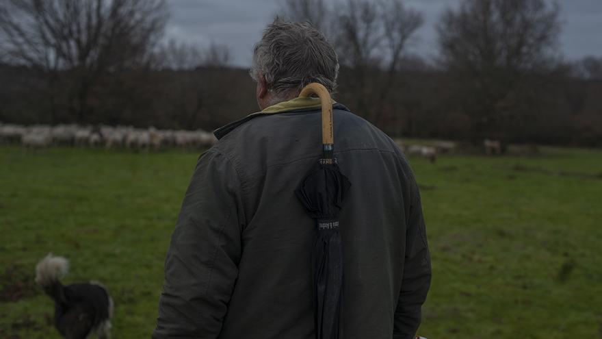 La familia del millar de ovejas a solo diez kilómetros de la ciudad: “¿O futuro? Difícil”