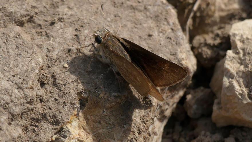 La mariposa 'veloz balear', en riesgo de extinción