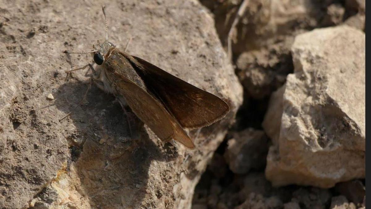Así es la ‘veloz balear’, la mariposa que sólo se ha detectado en Mallorca y ahora entra en la lista de especies en riesgo de extinción