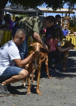 Feria Insular de Caza