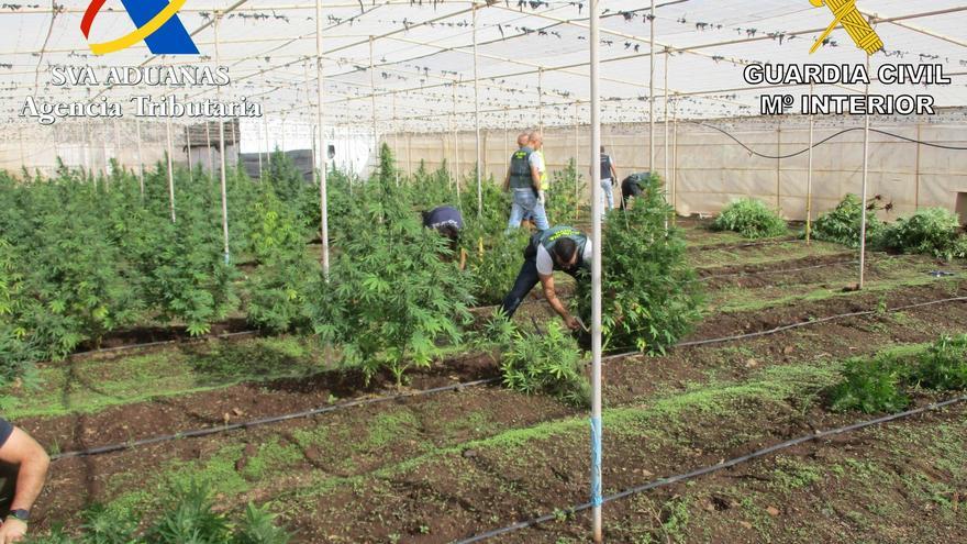 Detienen a dos personas e intervienen más de 700 plantas de marihuana en el sur de Tenerife