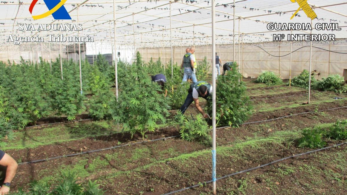 Plantas de marihuana intervenidas en Tenerife.