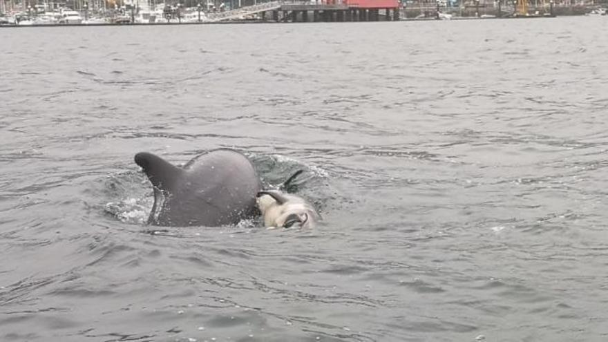 El desesperado intento de una madre por salvar a su cría de delfín en Galicia
