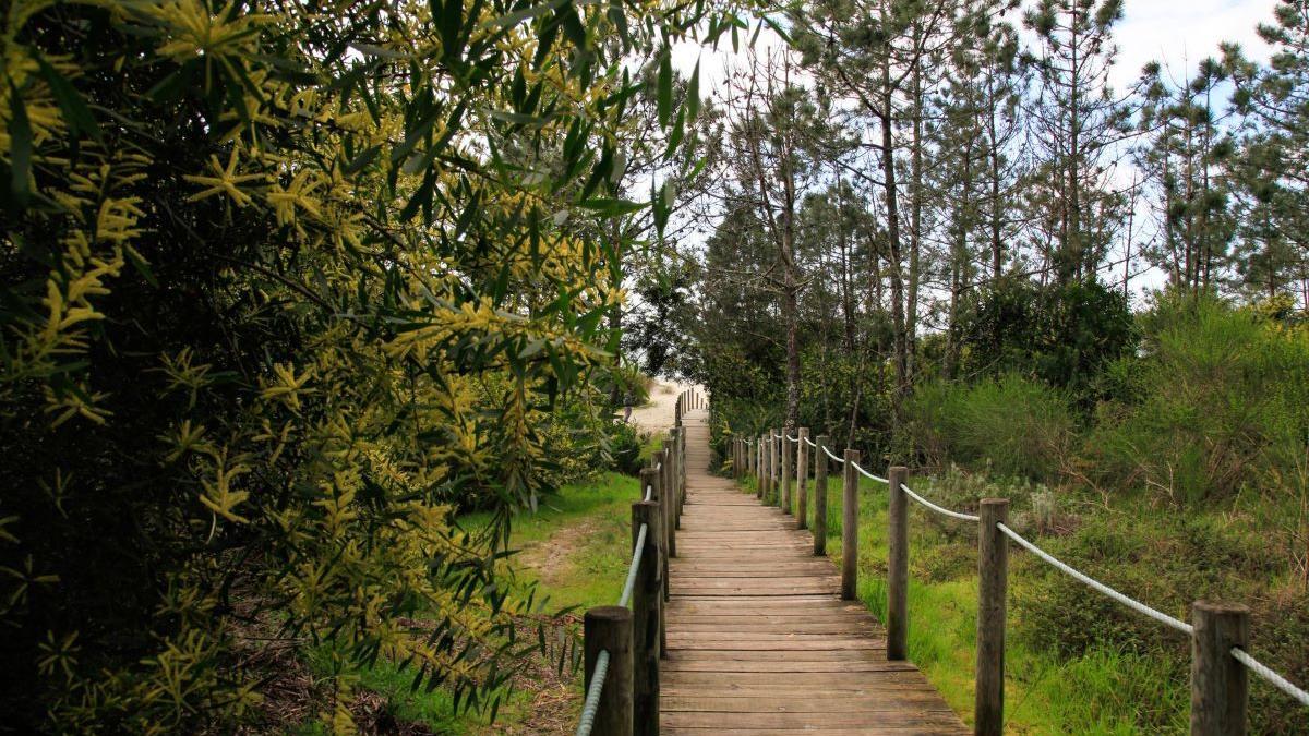 Este particular bosque sobre el mar se transformará para estas navidades.
