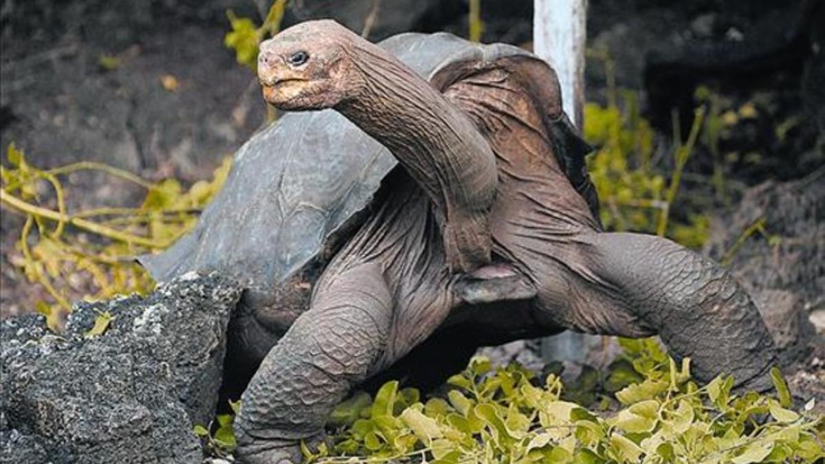 El Solitario George, tortuga gigante endémica de la isla Pinta, en las Galápagos, el pasado abril.