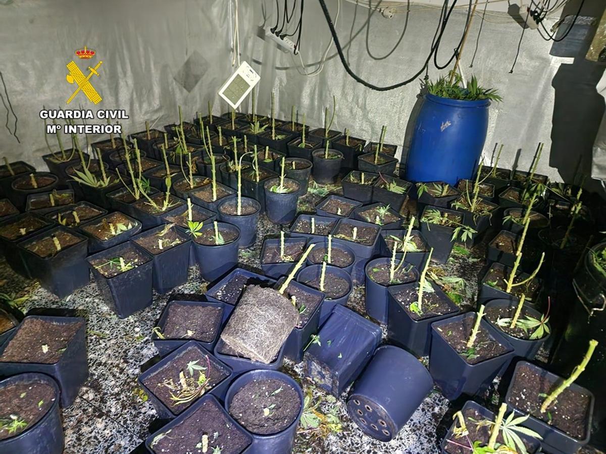 Algunas de las plantas intervenidas durante los registros.