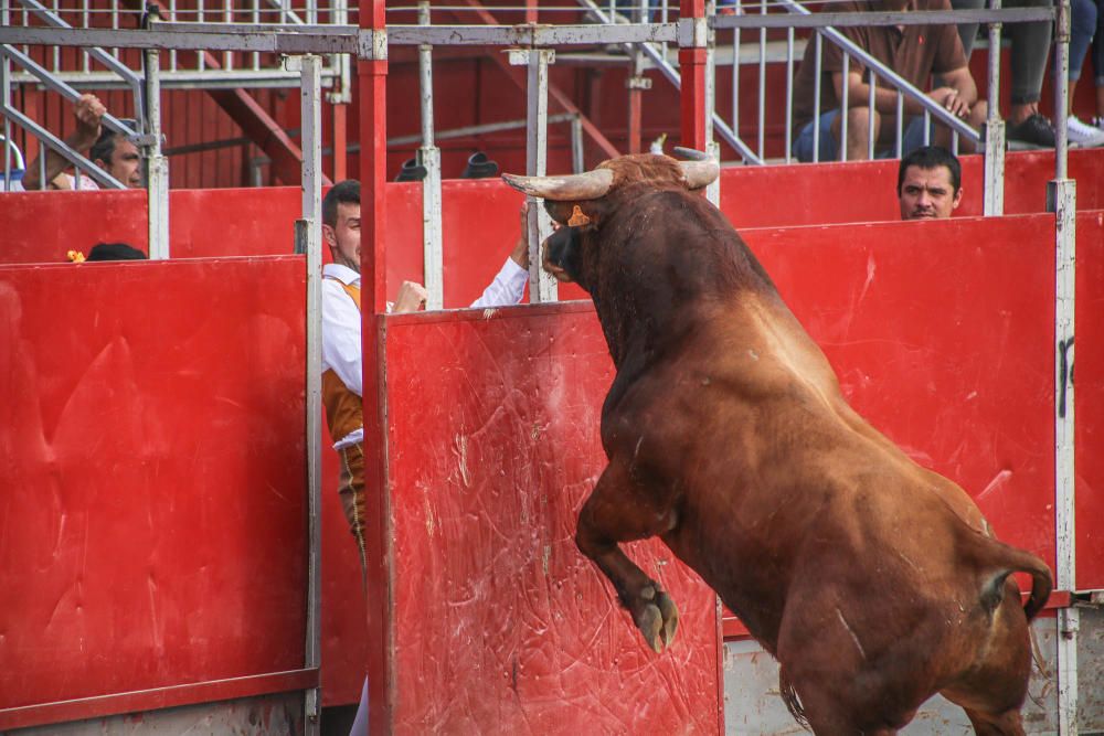 Concurso Nacional de Recortadores en Benejúzar