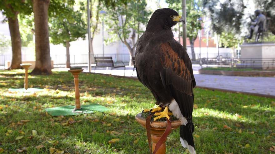 Vila-real también usó la cetrería contra los estorninos de la plaza de l’Alguer en el 2016.