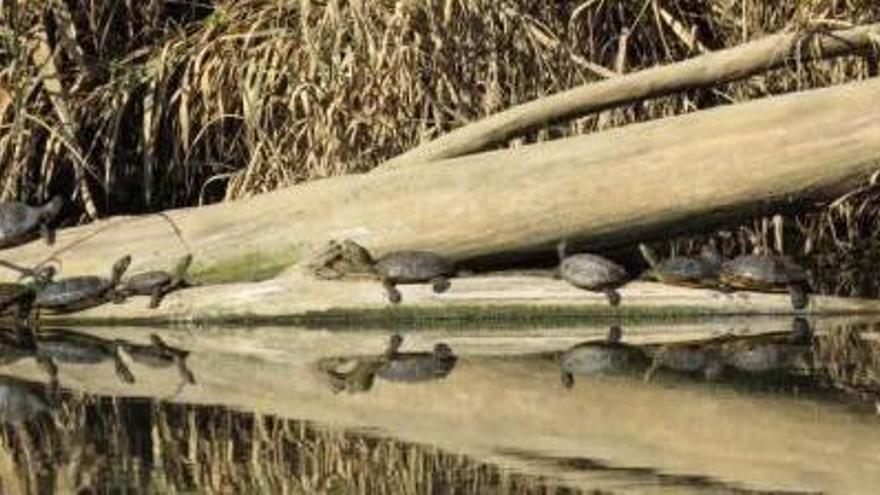 Algunes de les tortugues trobades a Celrà.