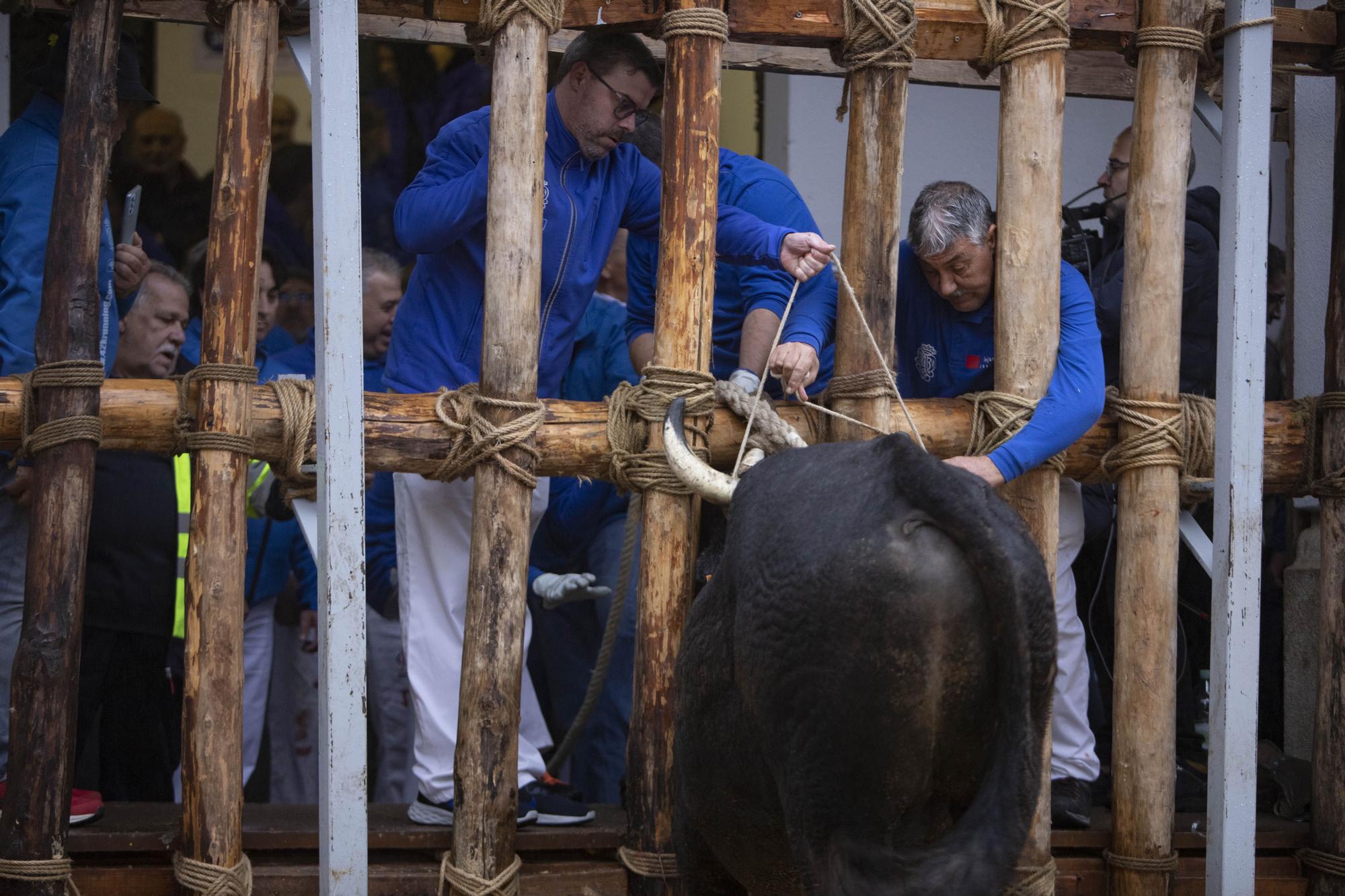 El "Bou en corda" vuelve al Pont Vell de Ontinyent