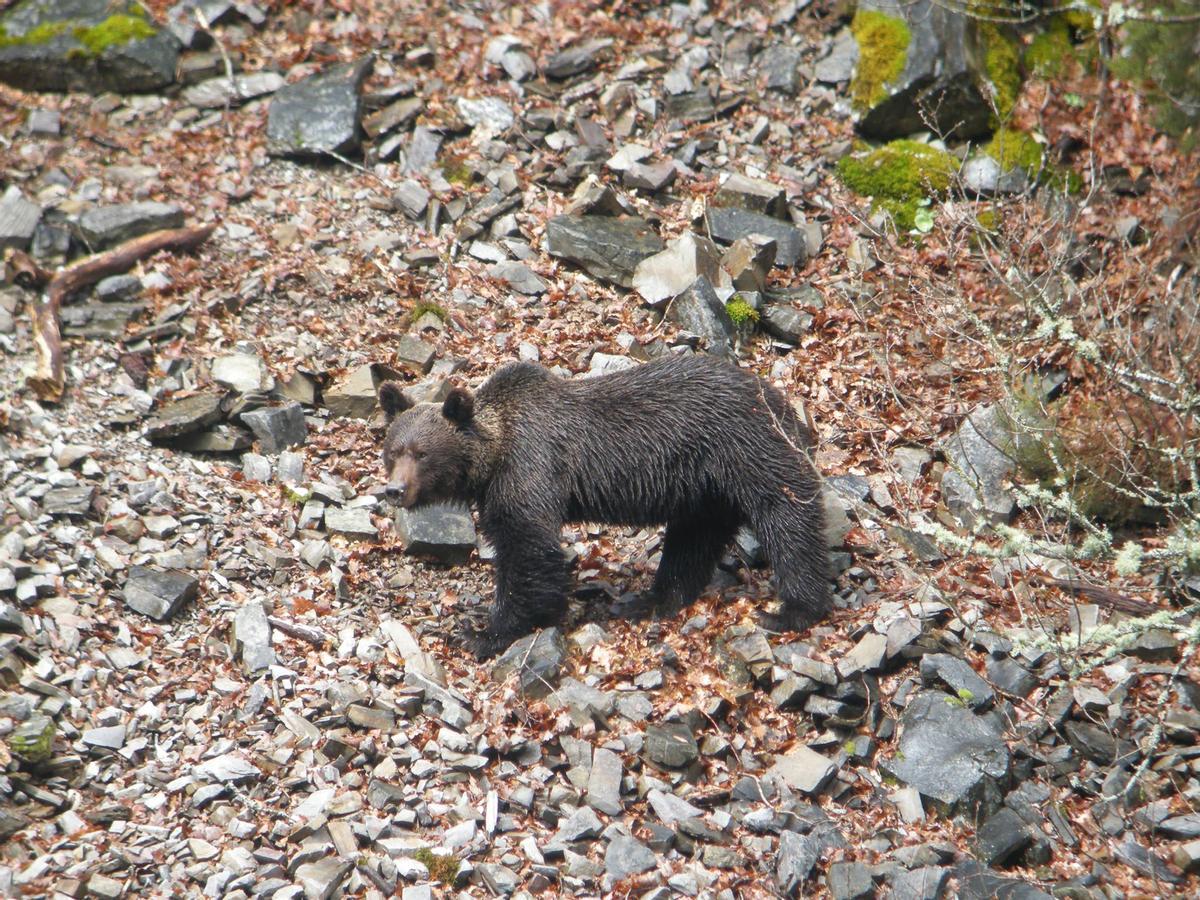 Ejemplar de oso pardo en Cantabria.
