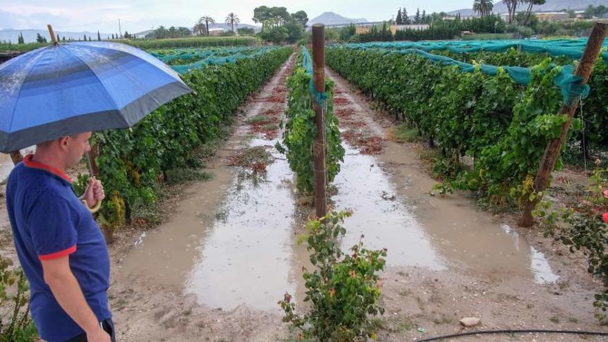 Un agricultor de Novelda contemplando su finca bajo la lluvia
