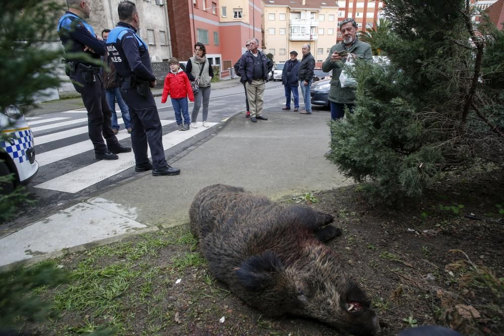 Los vecinos del barrio avilesino de La Magdalena, sorprendidos por el jabalí abatido por la Policía.