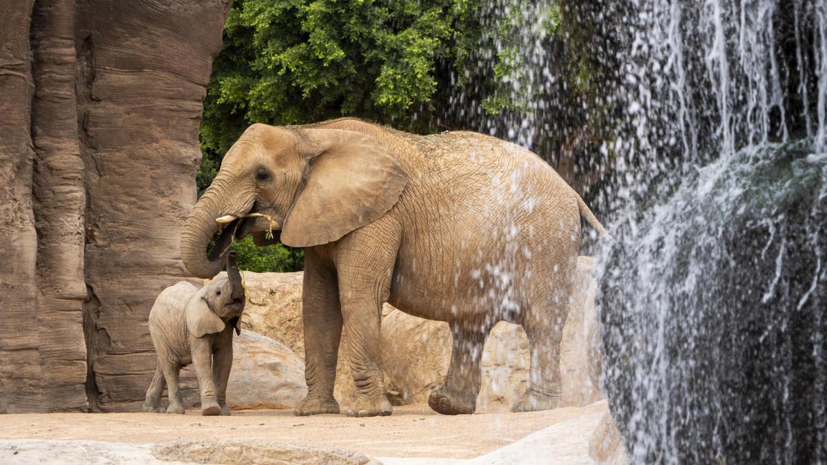 Bioparc, considerado uno de los mejores parques de animales del mundo, es un trocito de África en Valencia.
