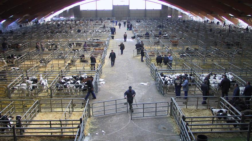 La suspensión del mercado nacional de Pola de Siero se prorroga hasta el 1 de diciembre para frenar la expansión de la dermatosis nodular contagiosa