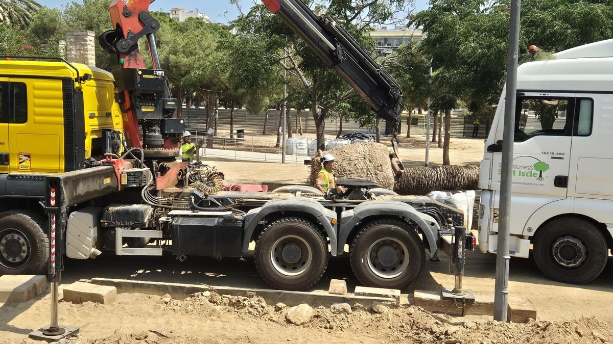 Una palmera arrancada y pendiente de ser replantada tras un camión en el parque de Joan Miró, en Barcelona.