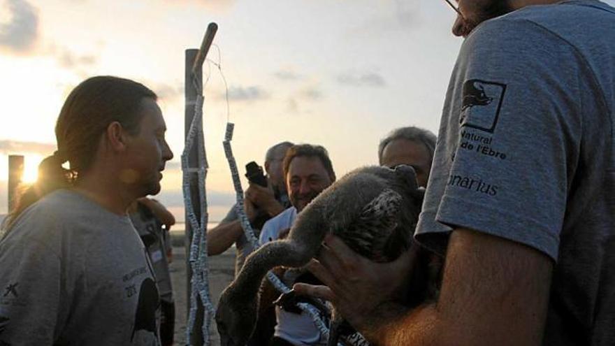 Un exemplar de flamenc en l&#039;anellatge d&#039;ahir al delta de l&#039;Ebre