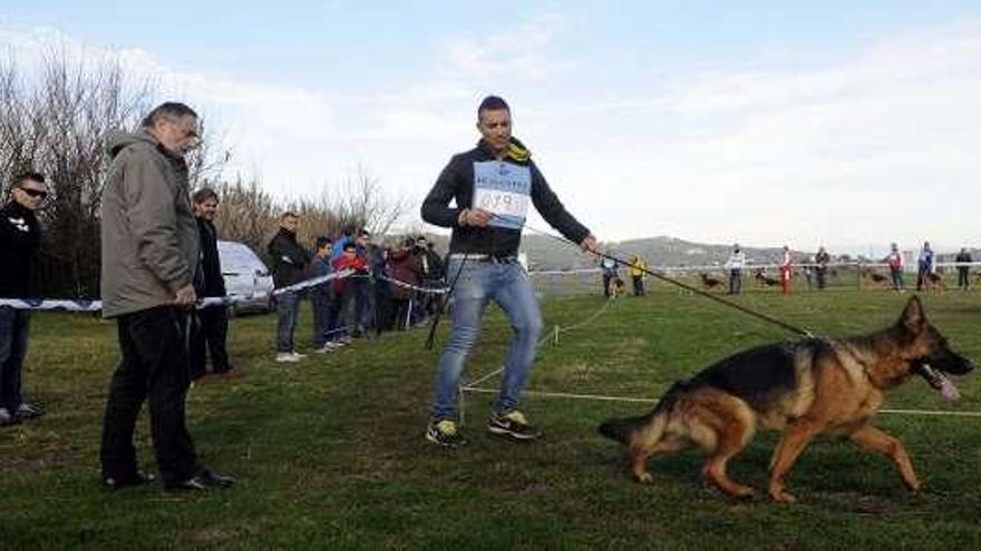 Exhibición canina de pastores alemanes  en el campo de fútbol de Noalla, en Sanxenxo