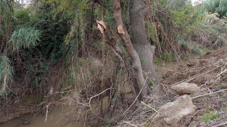 Daños en el arbolado del río Huerva a su paso por Zaragoza.