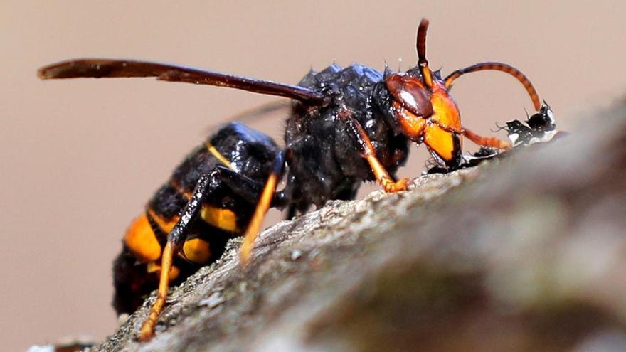 Dos estudiantes de Pontevedra hallan una fórmula revolucionaria para  combatir a la avispa asiática - La Nueva España