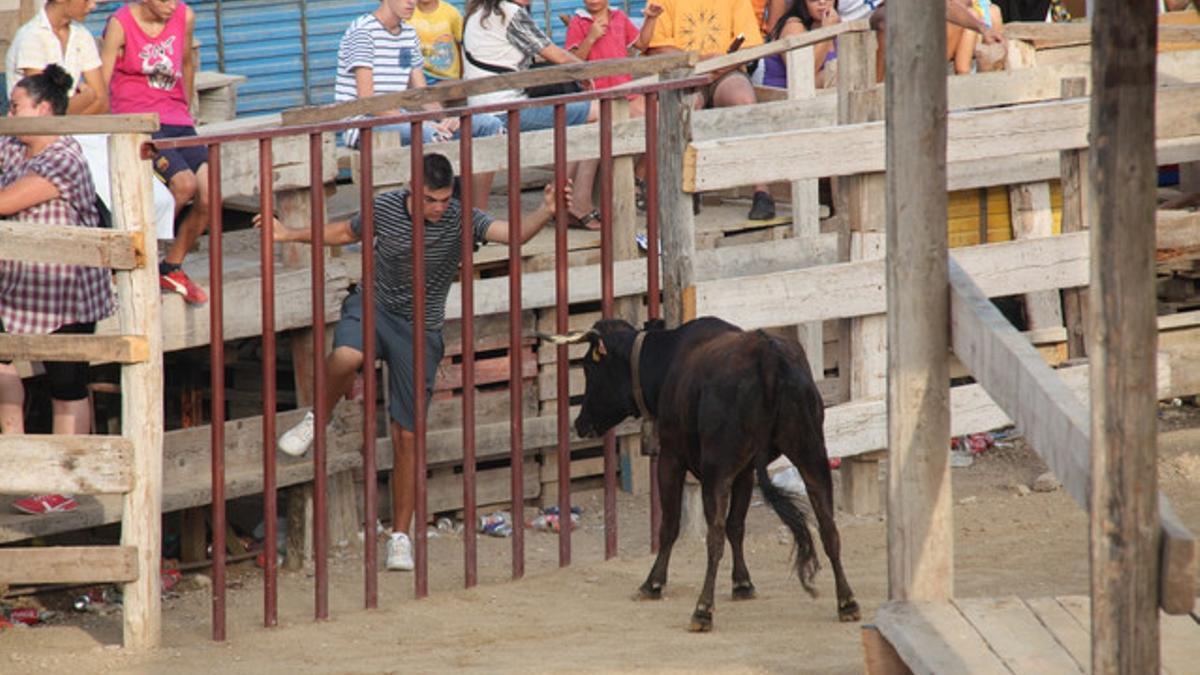 Correbou del sábado en Deltebre.