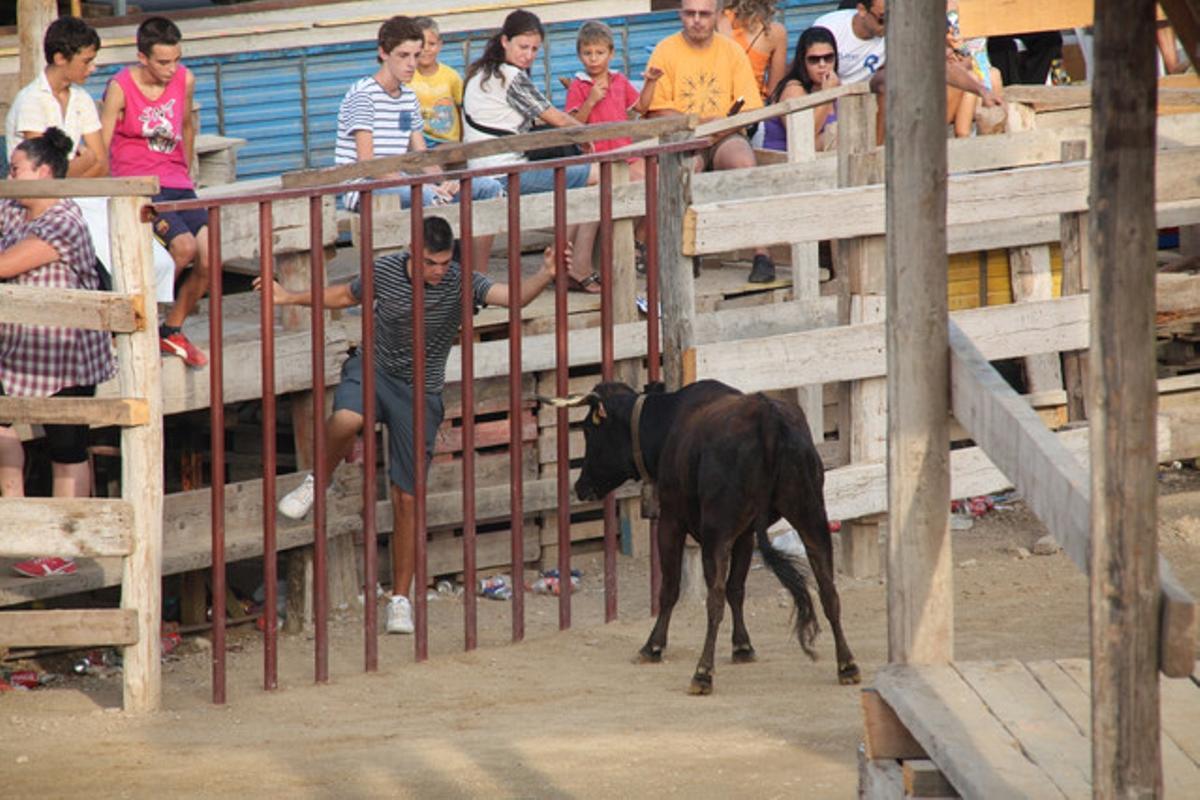 Correbou del dissabte a Deltebre.