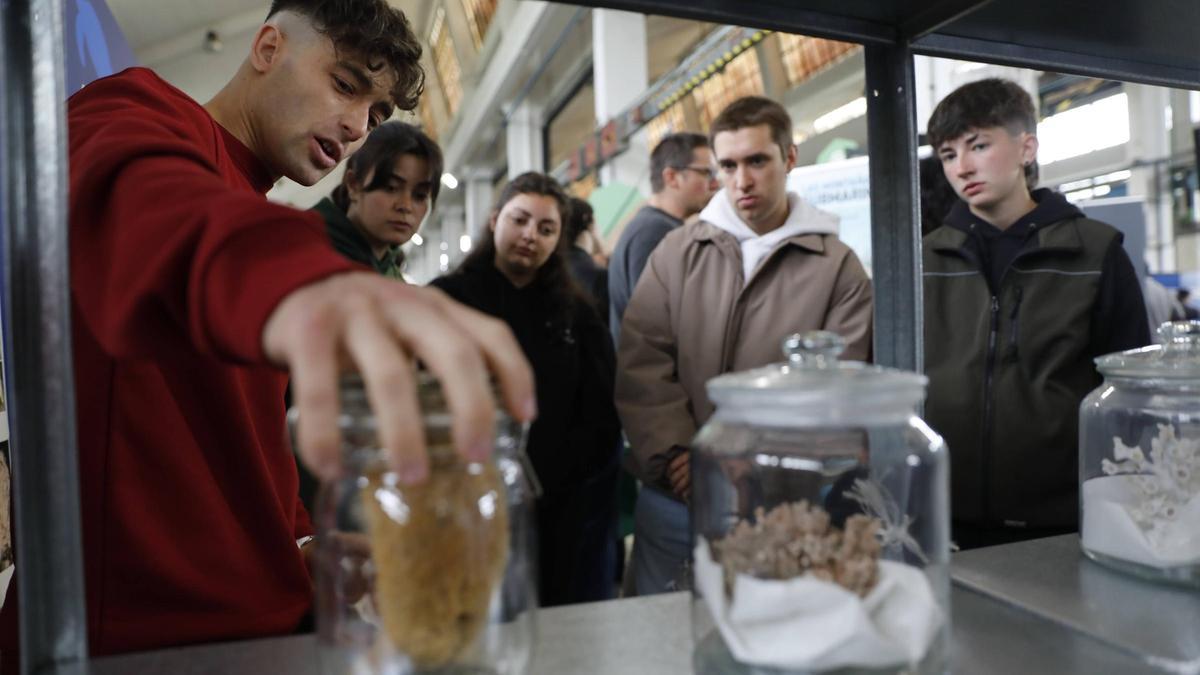 Más de 2.500 estudiantes visitan la Feria de la Ciencia y la Innovación de Asturias, que bate el récord de proyectos y expositores
