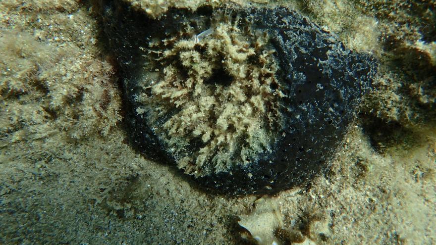 Identificada la bacteria responsable de la alarmante muerte de esponjas marinas en el Mediterráneo