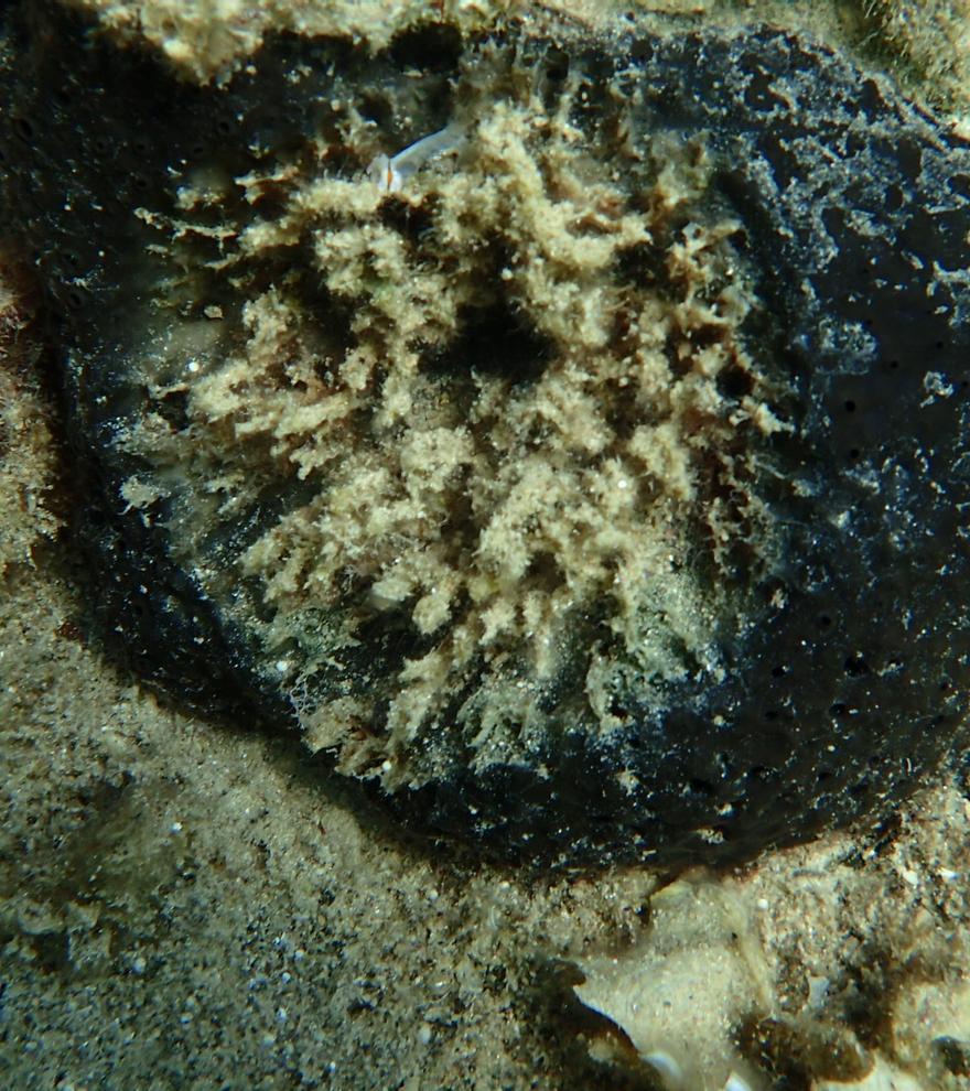 Identificada la bacteria responsable de la alarmante muerte de esponjas marinas en el Mediterráneo