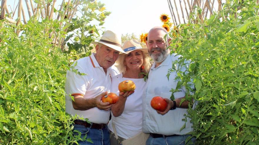 El Tomate Huevo de Toro vuelve a las huertas del Guadalhorce: fechas clave, ruta gastronómica y previsión de cosecha