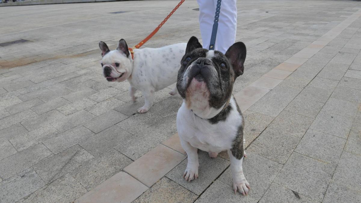 UrbanDog fomenta en A Coruña la tenencia responsable de animales de compañía