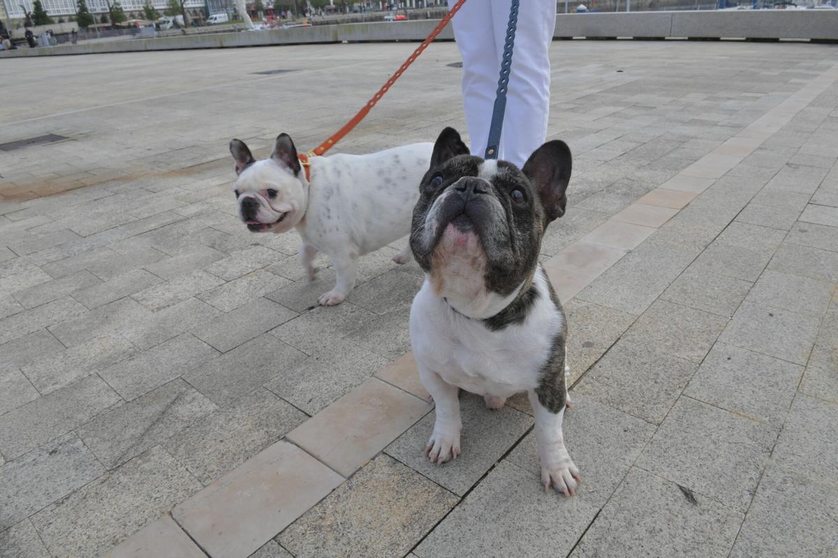 Los bulldogs franceses Olivia y John, dando un paseo por A Coruña.