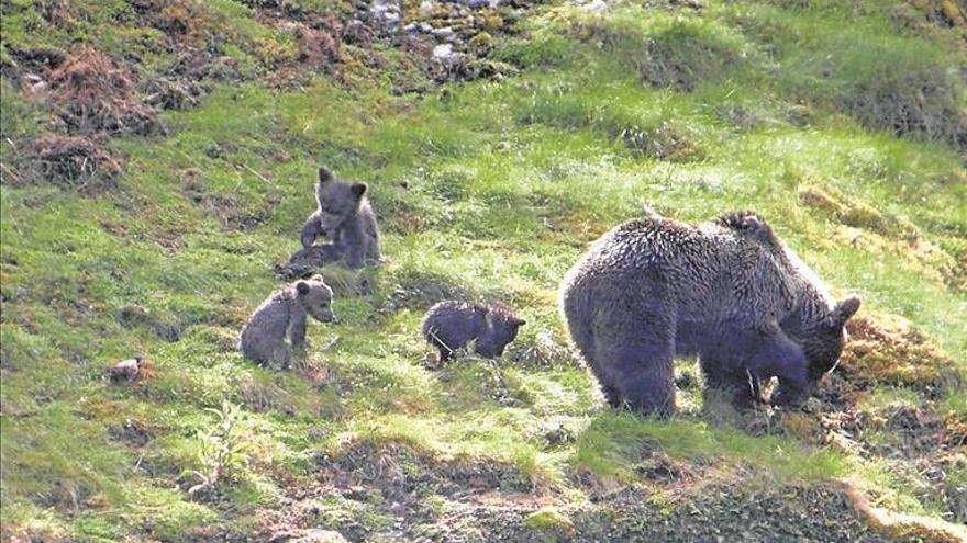 Olor a quemado en las tierras del oso en el Cantábrico