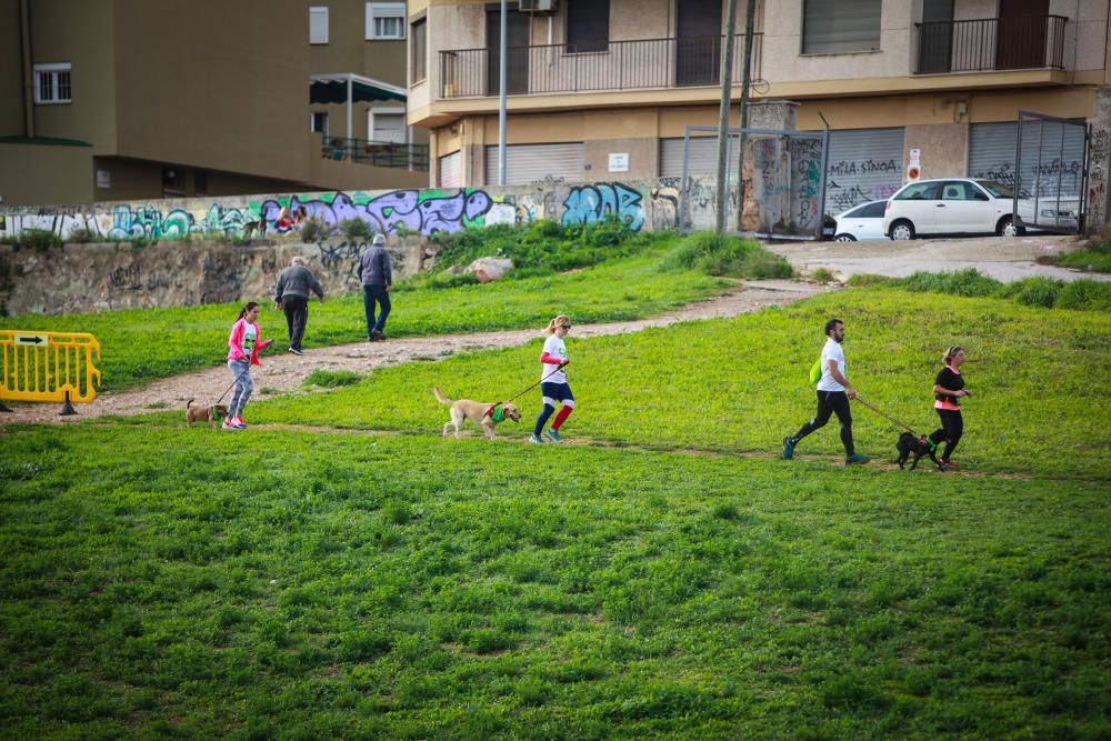 Can We Run Mallorca: So war das Hunderennen