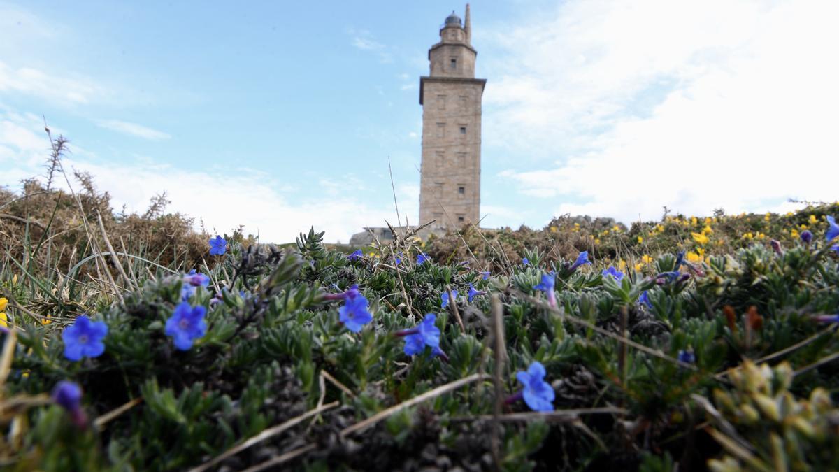 Flores en el entorno de la Torre de Hércules.