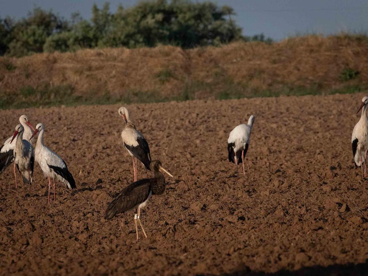 Cigonyes negres a Casserres