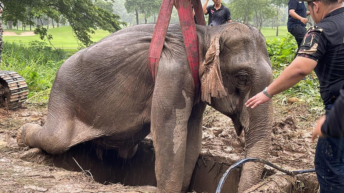 El heroico rescate a una madre elefante y su cría.