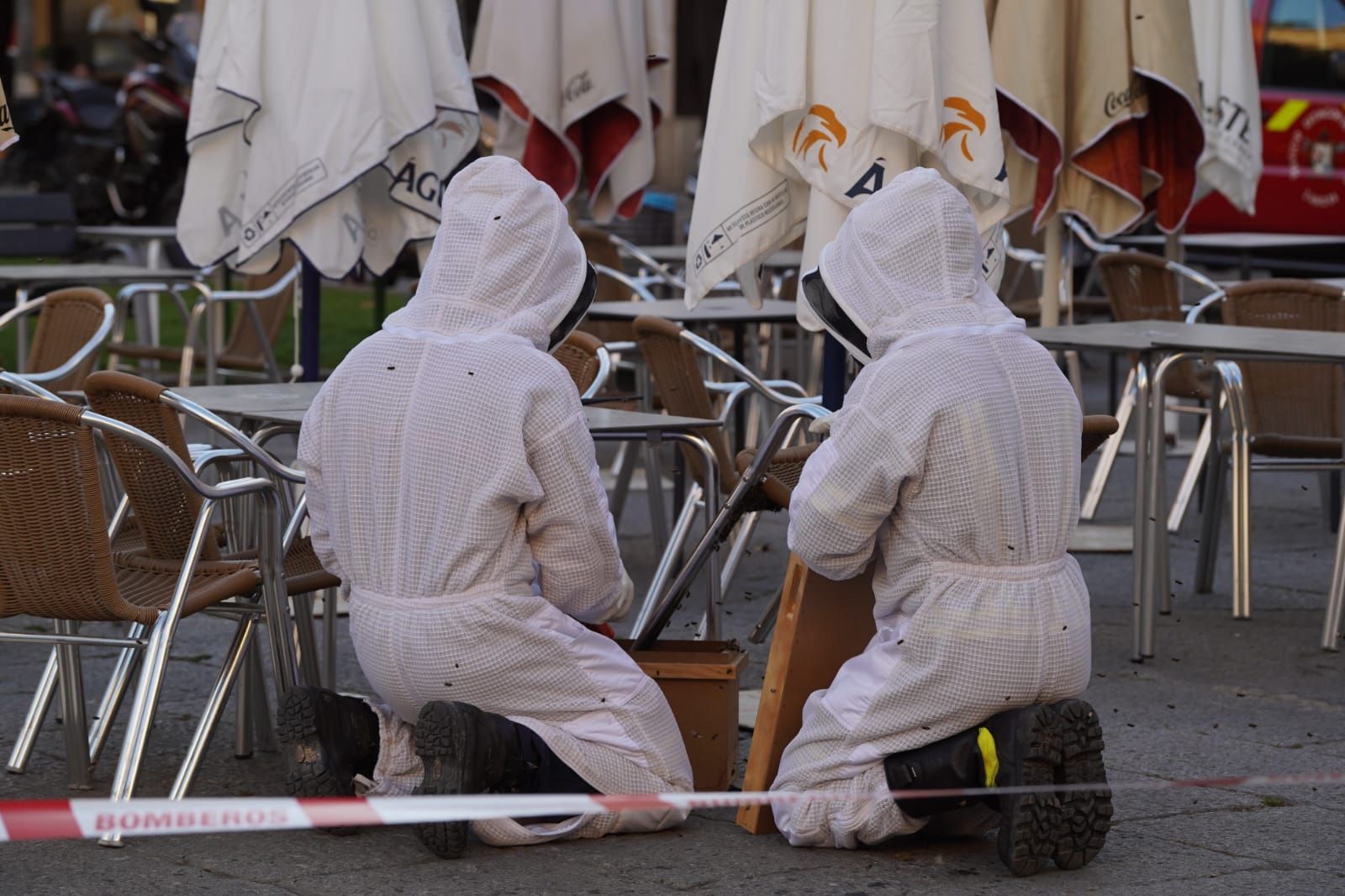 Los Bomberos de Zamora retiran un enjambre de abejas en la Plaza Mayor