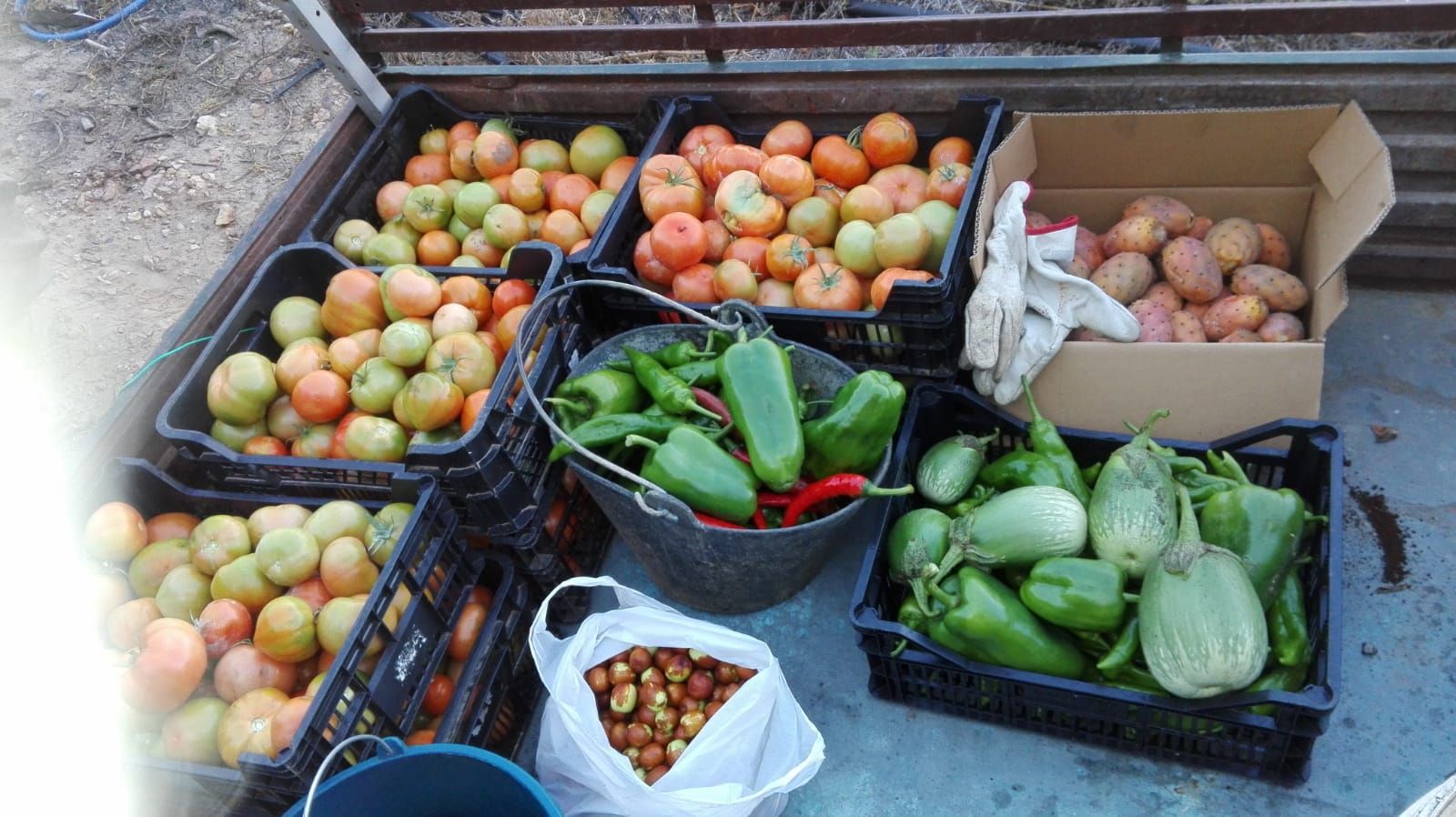 Algunas de las verduras que Miguel recolecta en el huerto y que después disfrutan los clientes de La Carrasca.