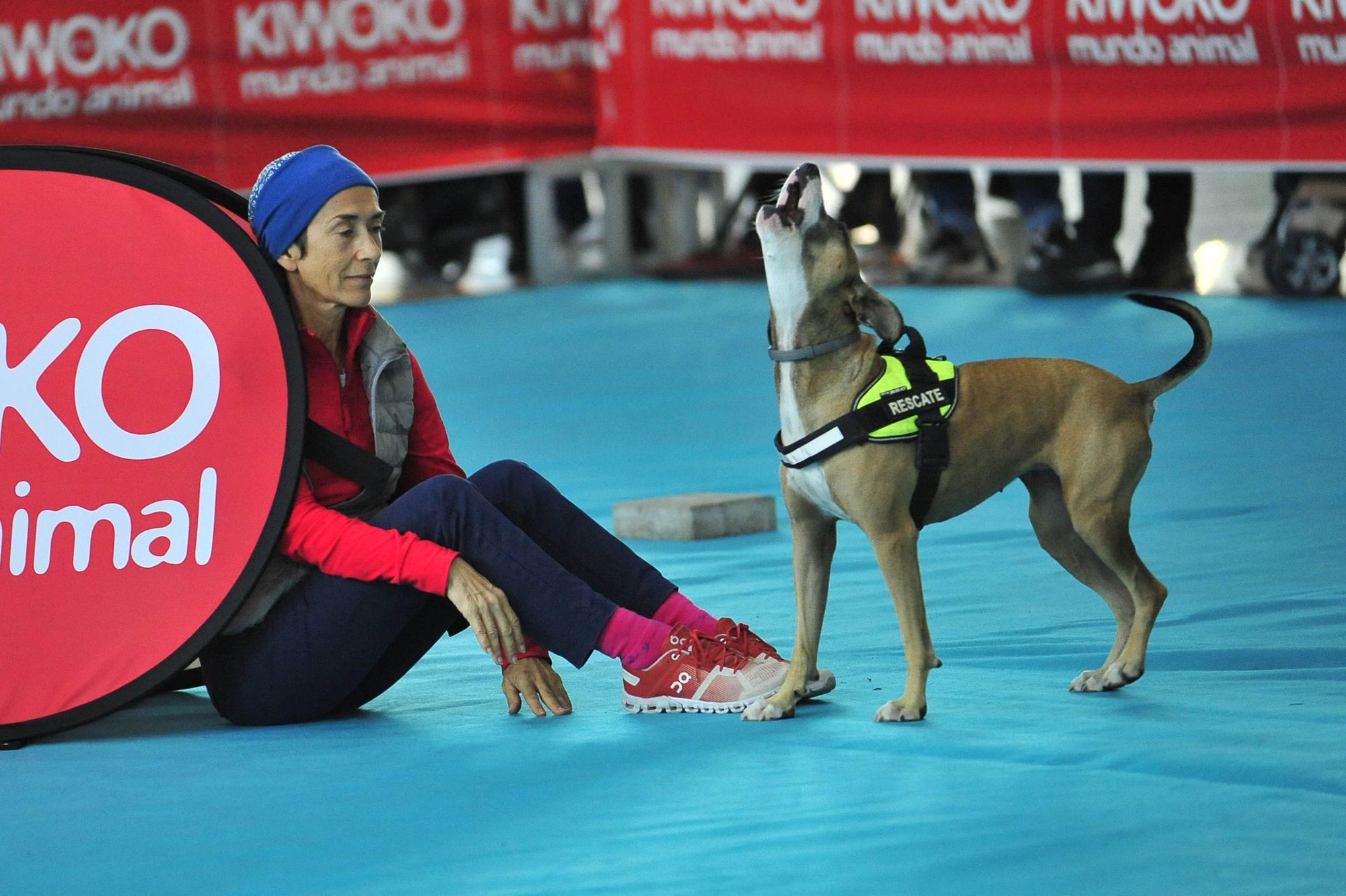 Amor por los animales en IFA