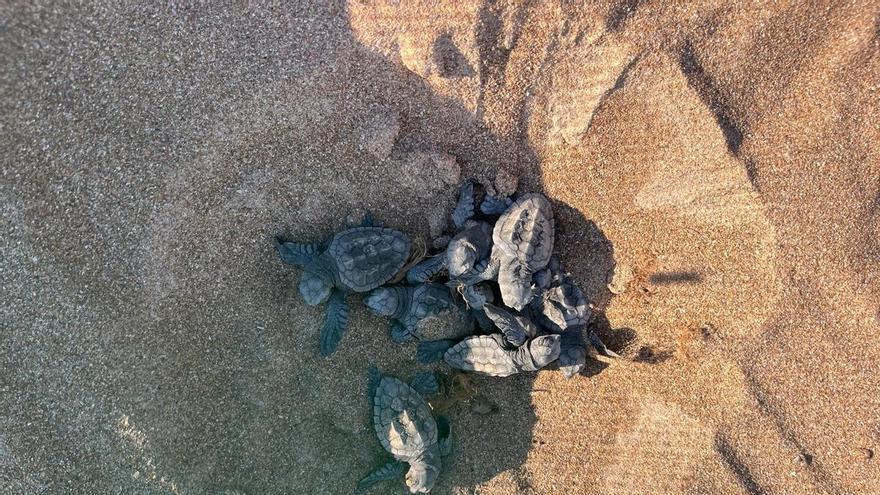 Prodigio en Dénia: nacen 128 tortuguitas, y así rebullen en el nido y "caminan" hacia el mar (vídeo)