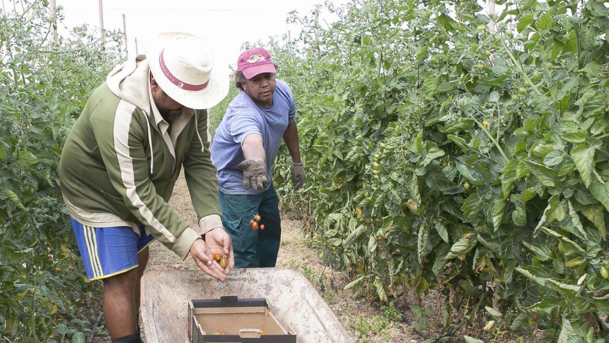 Dos trabajadores recogen tomates en una finca ubicada en el municipio de Antigua. | | FUSELLI