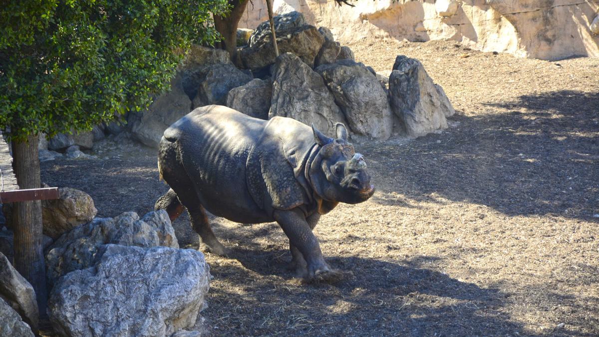 Rinoceronte en cautividad