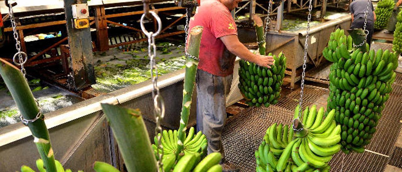 Canarias fabrica harina a partir del plátano para celíacos y diabéticos