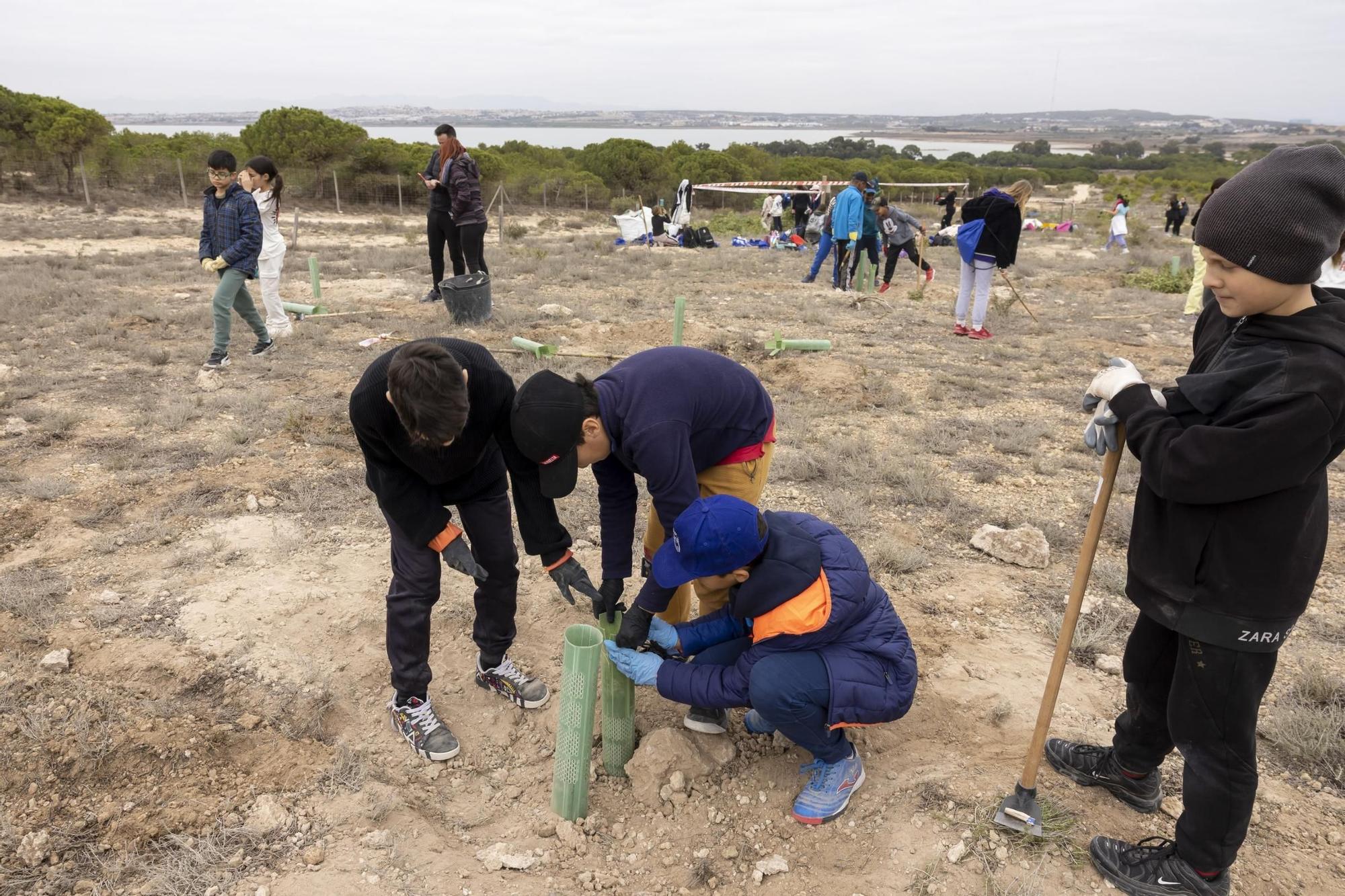 800 escolares se implican en la celebración del Día del Árbol con la plantación de especies autóctonas en torno a la laguna de La Mata de Torrevieja