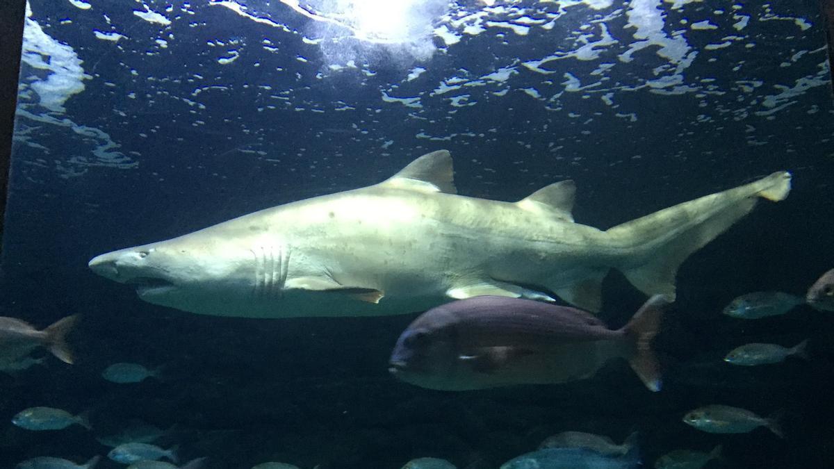 Muere Gastón, el tiburón del Aquarium Finisterrae de A Coruña