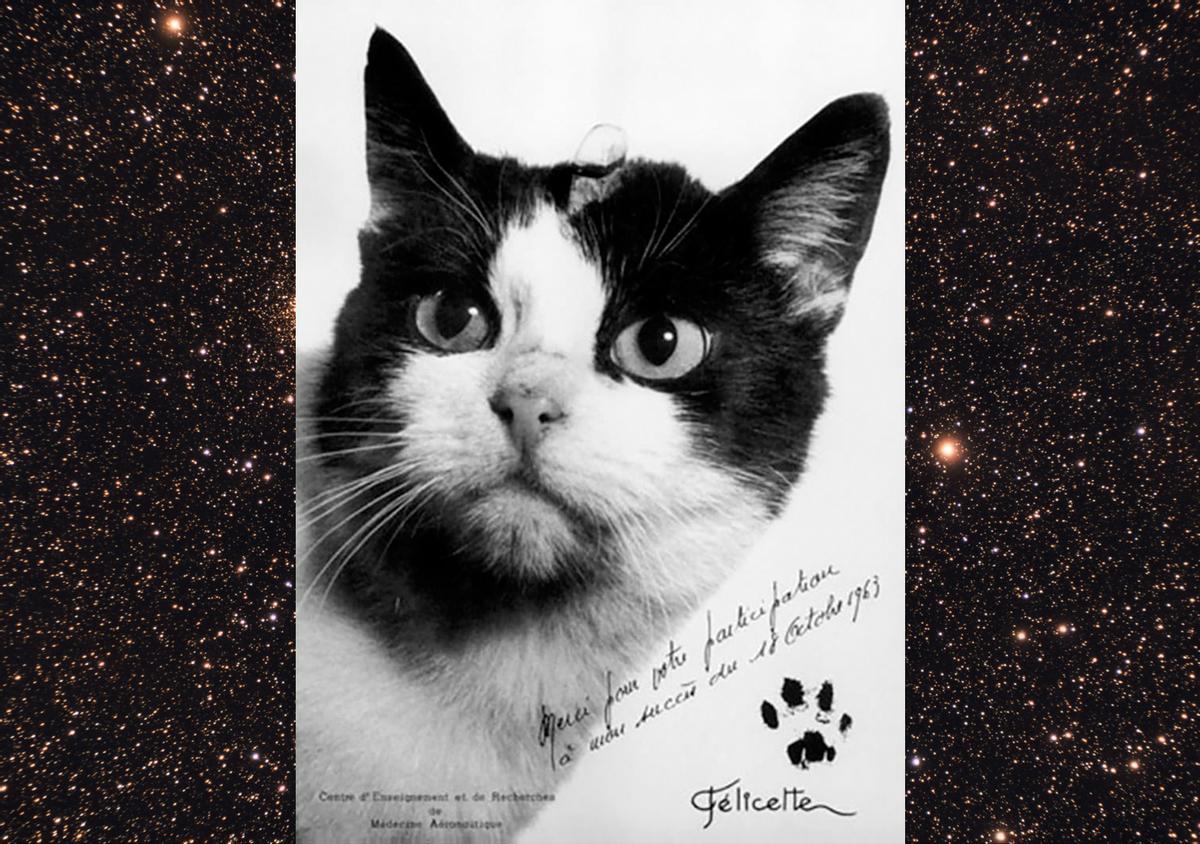 Primer plano de la gata Félicitte justo antes de su hazaña espacial