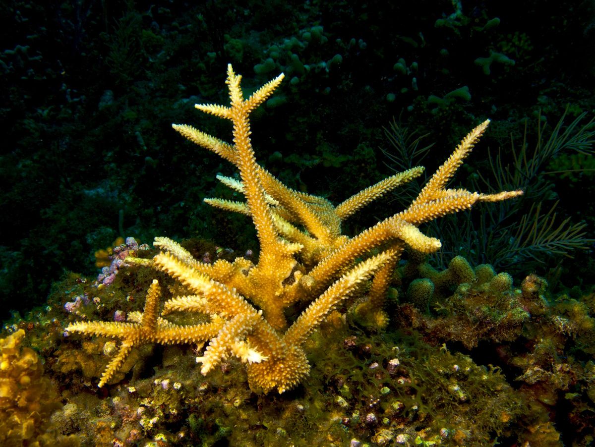 Coral cuerno de ciervo