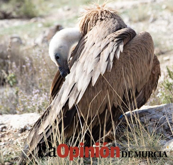 Liberan un Buitre Leonado en la Sierra de Mojantes