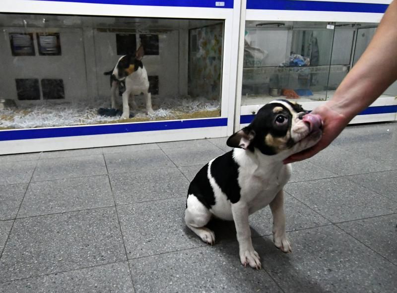 Perros en un escaparate en una tienda de San Grego